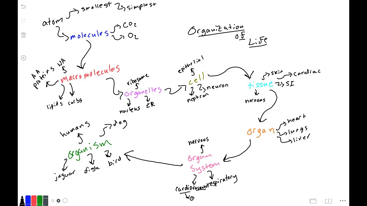 Levels of Organization in Living Things!