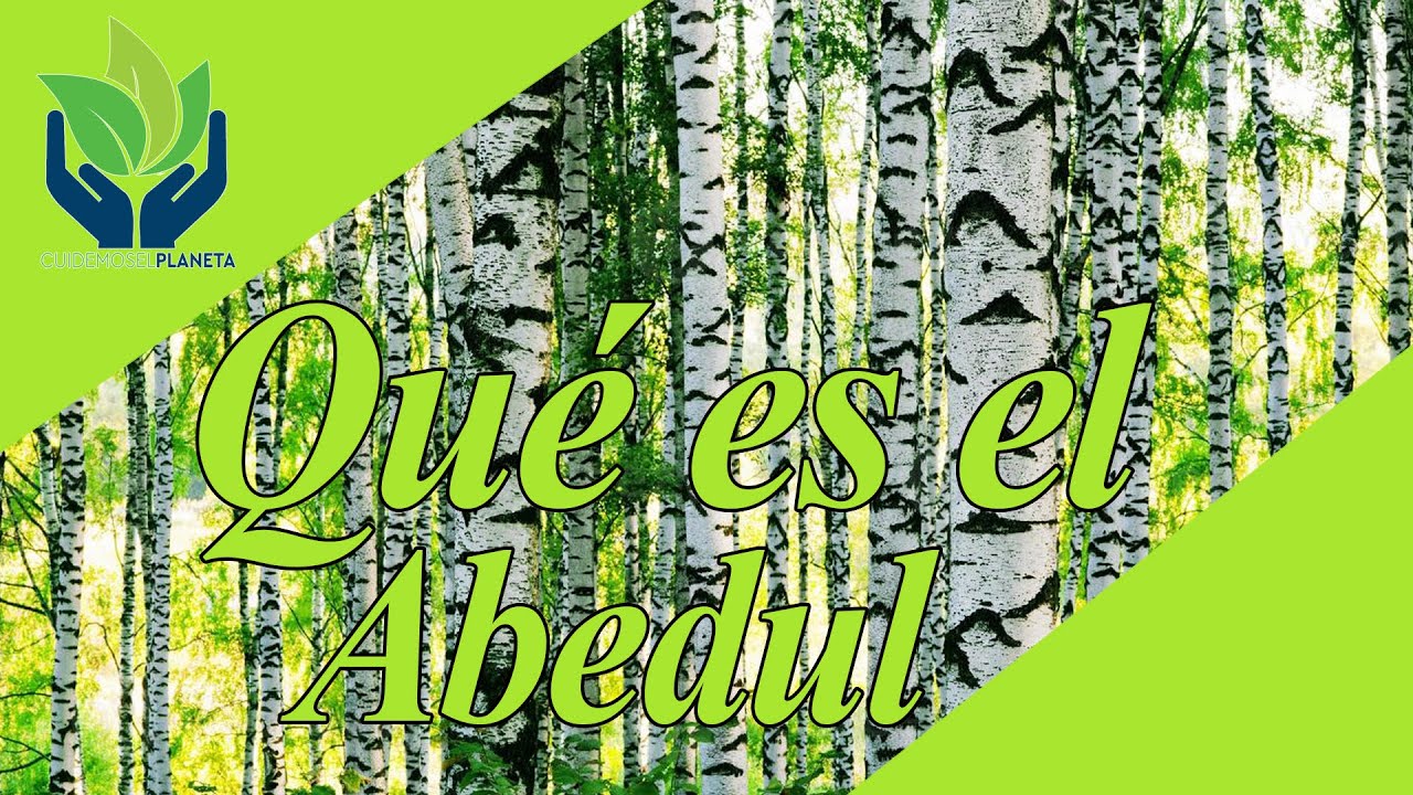 Watch Abedul: tipos, cultivo, variedades, características, imágenes... Now Abedul: tipos, cultivo, variedades, características, imágenes...