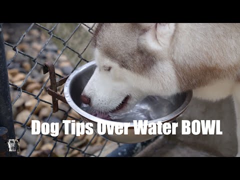 YouTube video about: Why does my dog splashes his water bowl?