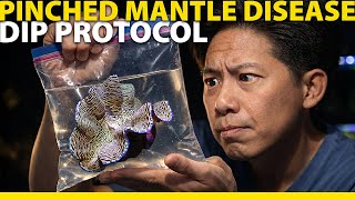 Saving my Derasa clam with a freshwater dip! Pinched Mantle Disease treatment