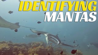 How To IDENTIFY MANTA RAYS At Mahibadhoo Rock Maldives - Ep 81