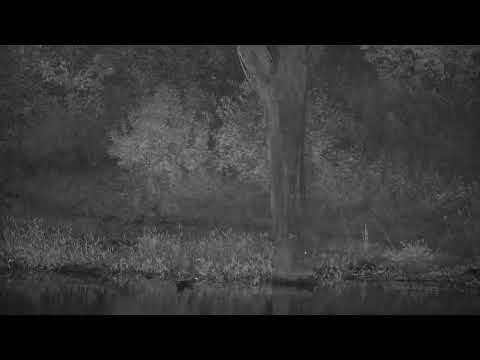 Djuma: Genet on the prowl across the dam - 02:03 - 04/21/2023