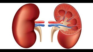 Physiology | Kidney | Glomerulus | 2nd lecture | 18 Feb 2018 | Dr.Nagi | Arabic