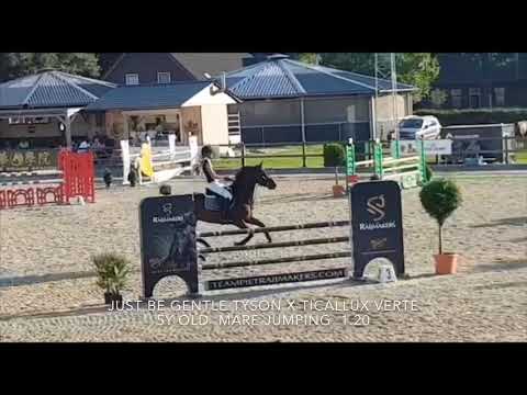 Just Be gentle Tyson x Ticallux verte 5y old