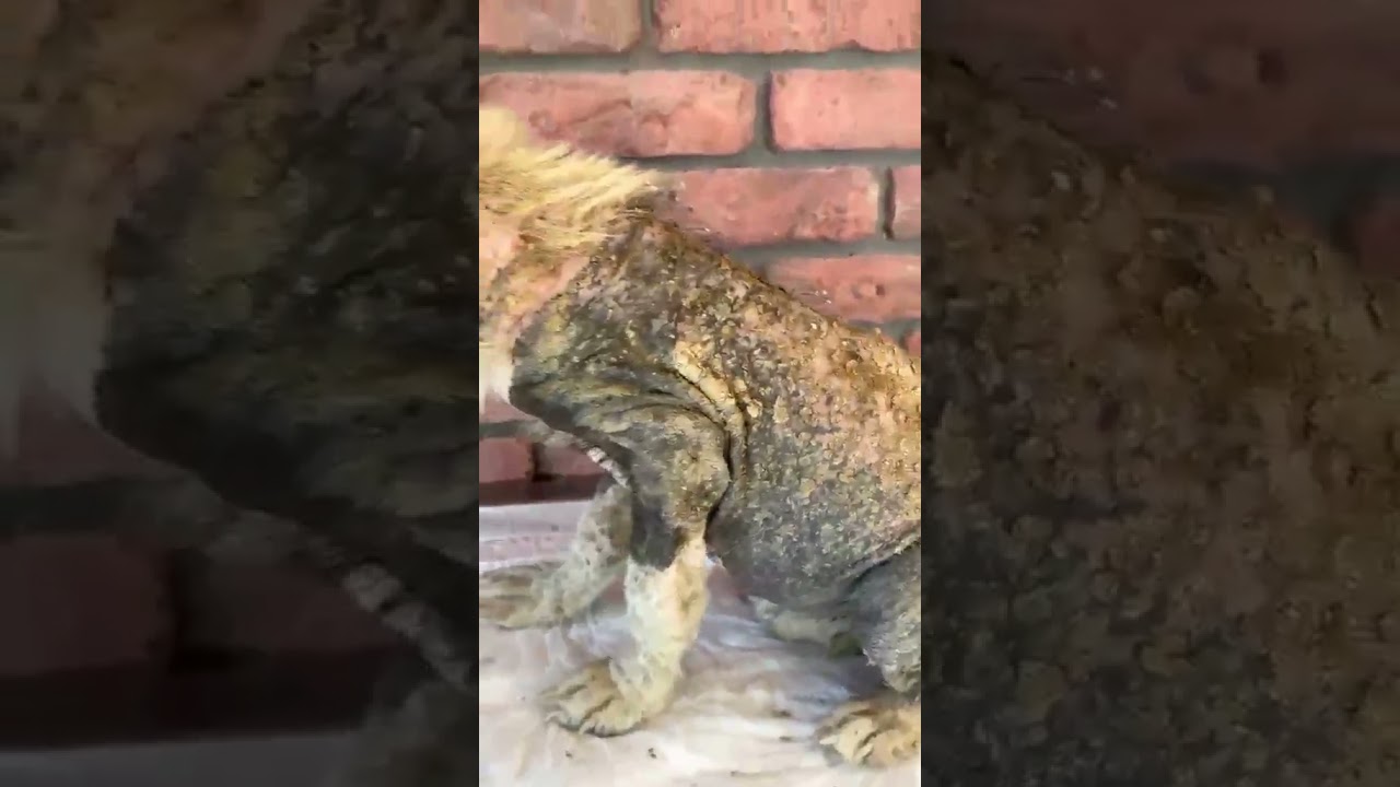 Sofia video