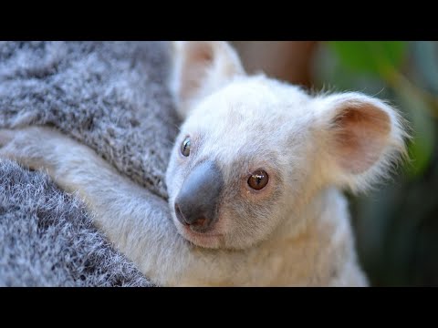 You Can Help Name This Rare White Baby Koala
