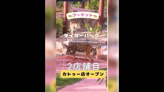 タイガーパーク🐅2店舗目がカトゥーにオープンしました！ #プーケット #タイガーパーク #shorts