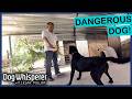 Family Dog Must Be Caged For Aggression Dog Whisperer With Cesar Millan