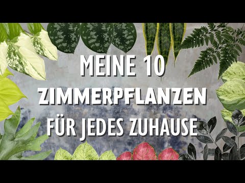 My top 10 easy-care houseplants for every home: Do you know them all?