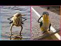 Birds with Arms being the Funniest Thing Ever ▶2 @LeopARTnik