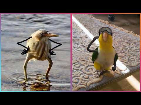 Les oiseaux avec des bras sont la chose la plus drôle qui soit ▶2