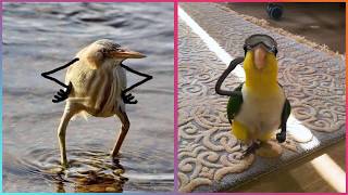 Les oiseaux avec des bras sont la chose la plus drôle qui soit ▶2