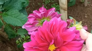 Download lagu #dewijulietshorts #dahliaflower #decorativeplants    Indahnya bunga Dahlia merah jambu mp3