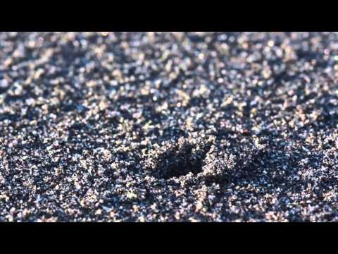 Beach hopper burrow battle with slow motion