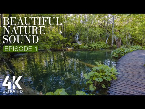 8HRS Soothing Bird Songs and Water Sounds for Relaxation - 4K Beautiful Nature Sounds - Episode #1