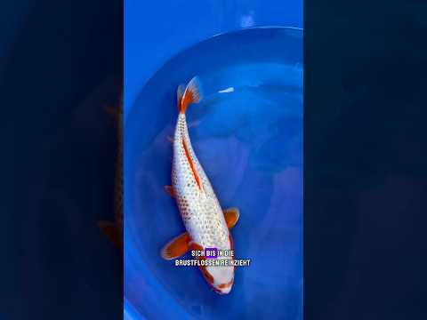 Video Vorschau Teil 2