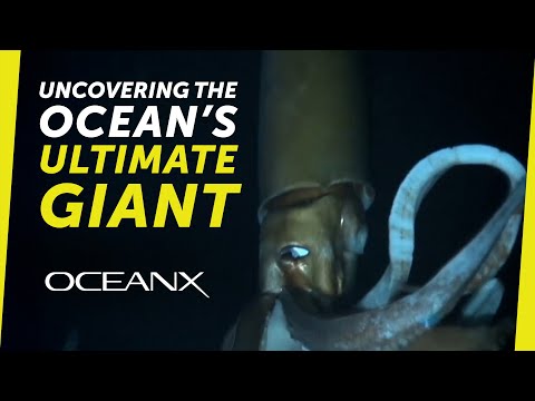 Colossal Squid vs Giant Squid: Uncovering the Ocean's Ultimate Giant