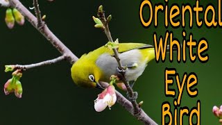 Download lagu Suara Burung Mata Putih Oriental mp3