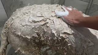 Dog Shampoo, Conditioner & Detangler - Best Shampoo for Goldendoodles, Poodles & Doodles