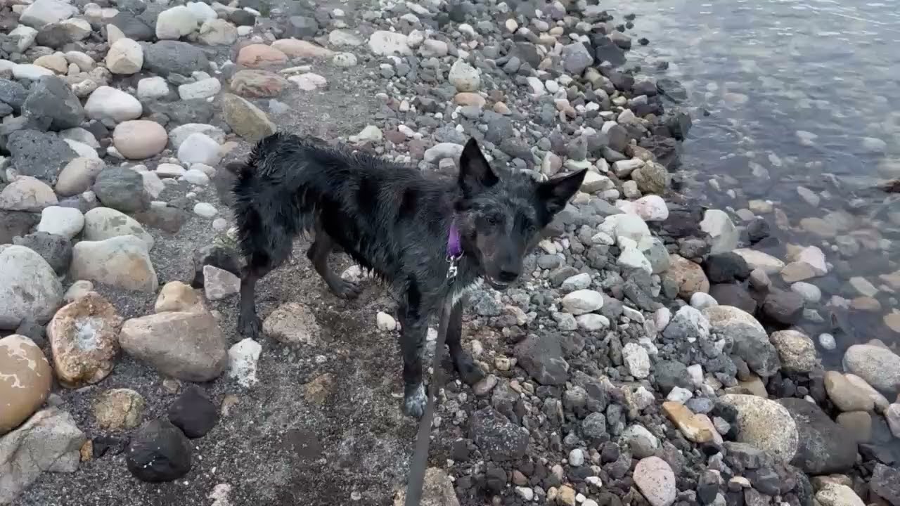 Enlarge SCARLETT, a ADOPTABLE mixed breed in Nampa, ID video 6/6