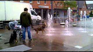 preview picture of video 'Dog playing with a fountain'