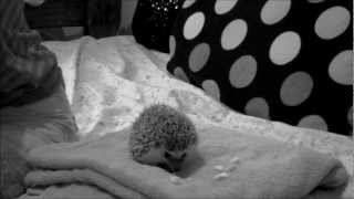 Fun-Dead Frenzy Begins! 1.24.13 ((Day 422))