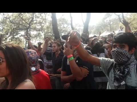 Mandragora !  Meta 2016 final edition