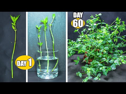 , title : 'Growing Mint From Cutting to Flower (60 Days Time Lapse)'