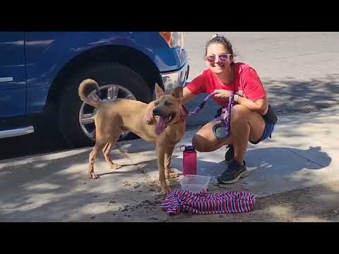 LUIGI, an adoptable German Shepherd Dog & Shepherd Mix in Phoenix, AZ_image-1