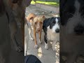 Teka, Mitta & Ron