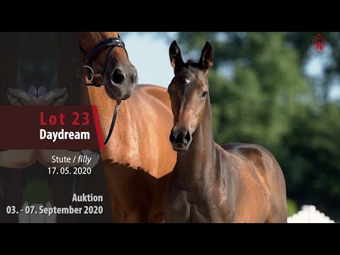 Online-Auktion v. 03. - 07. 9. 2020 Lot 23 Daydream Stute v. Dream Boy - Florestano
