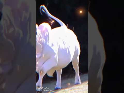 qurbani 2024 ❤️ # Eid - UL - Azah