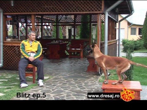 Cum sa mentii autoritatea atunci cand numai domini cainele d