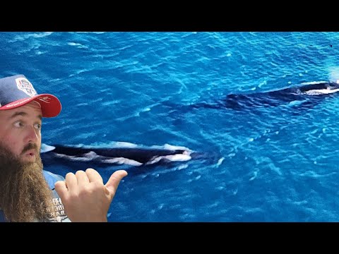 Whale Watching Off The Coast Of Magnetic Island Townsville