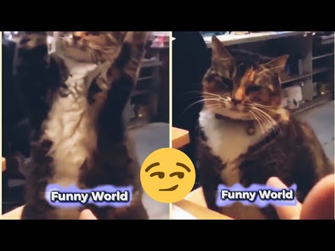 Funnyvideo| Funnyworld |Viralvideo