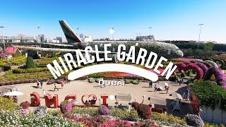 Dubai Miracle Garden | Dubai, UAE | Traveller Passport