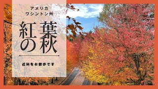 【紅葉の秋】近所をお散歩　今年は秋が短い気がするシアトル郊外