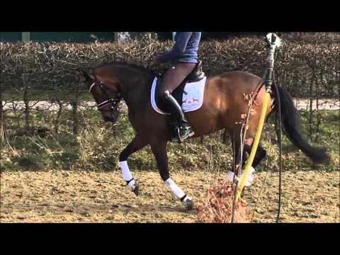 5j Nemax Stute 1,46m