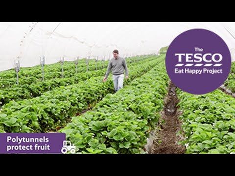 download lagu mp3 mp4 What Are Strawberries Made Of, download lagu What Are Strawberries Made Of gratis, unduh video klip What Are Strawberries Made Of