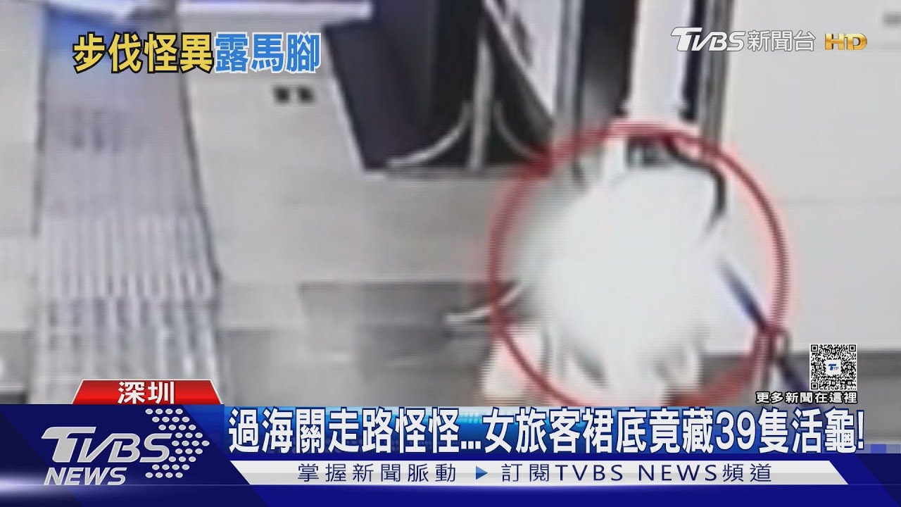 過海關走路怪怪...女旅客裙底竟藏39隻活龜!