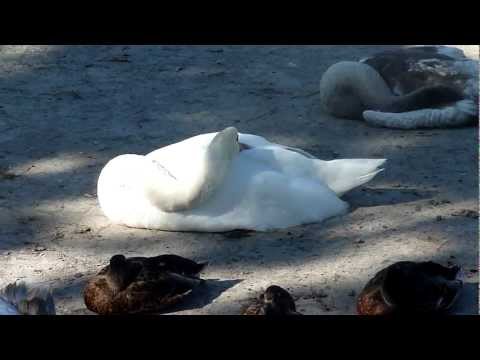 Der schlafende Schwan