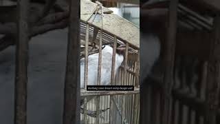 Download lagu KUTILANG ISIAN KENARI SAMA PERSIS #KUTILANGISIAN#KENARI#SHORTS mp3