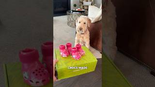 Download lagu Trying the Viral Dog Crocs🦮 mp3 Download lagu Trying the Viral Dog Crocs🦮 mp3