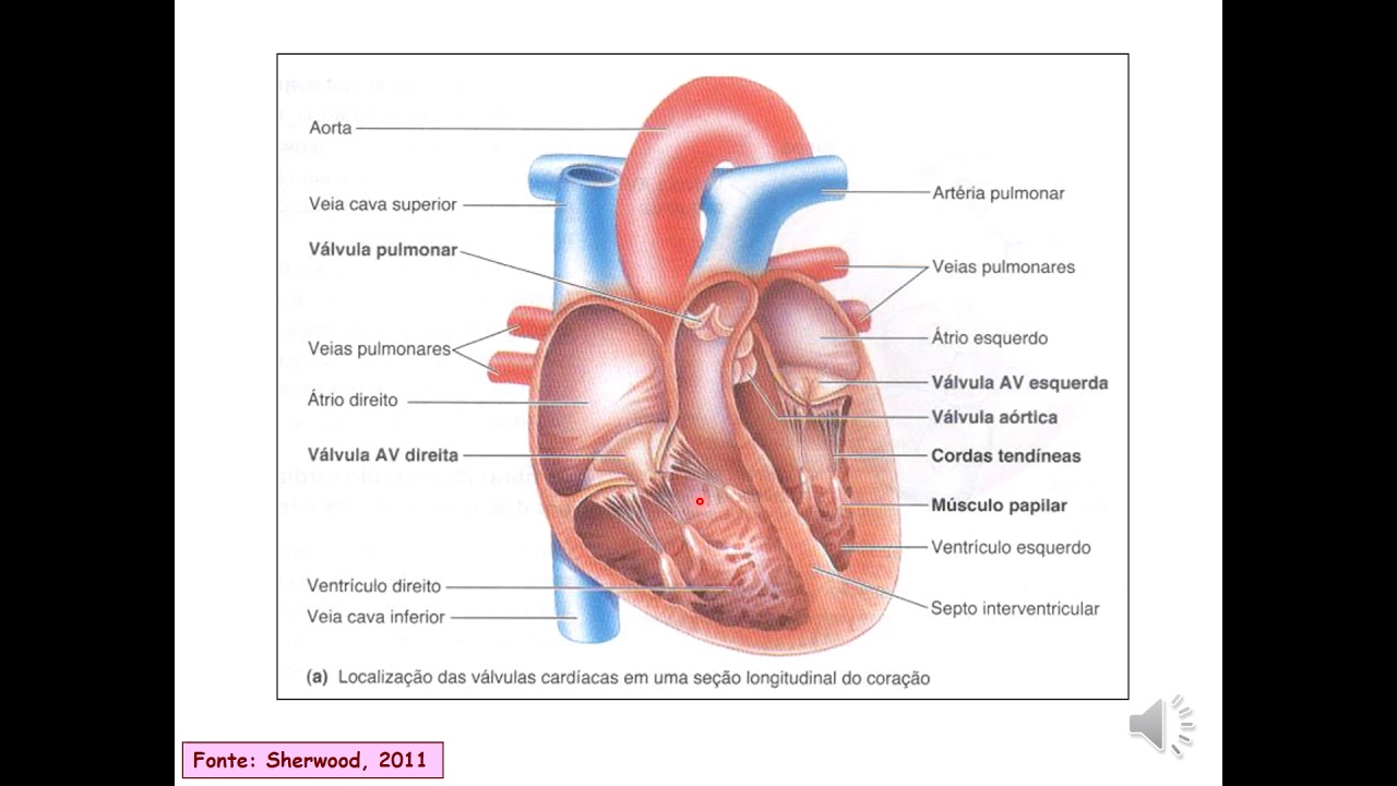Fisiologia do Sistema Cardiocirculatório Parte 1