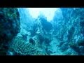 Diving Seychelles - Сейшеллы дайвинг 