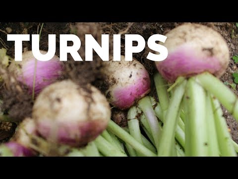 download lagu mp3 mp4 Purple Top Turnips, download lagu Purple Top Turnips gratis, unduh video klip Purple Top Turnips