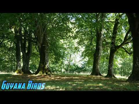 3 hrs BEST TRAINING SONG FOR | TOWA TOWA | CURIO | BULLFINCH | CHESTNUT-BELLIED SEED FINCH | #birds