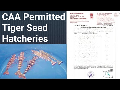 CAA Permitted  Giant Tiger Prawn (Penaeus.Monodon) Seed Hatcheries-Neworldlife.