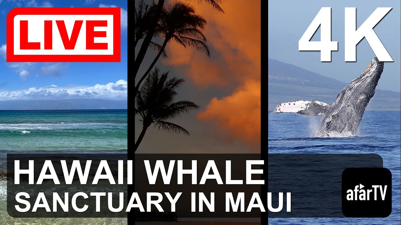 Humpback Whale Sanctuary live webcam