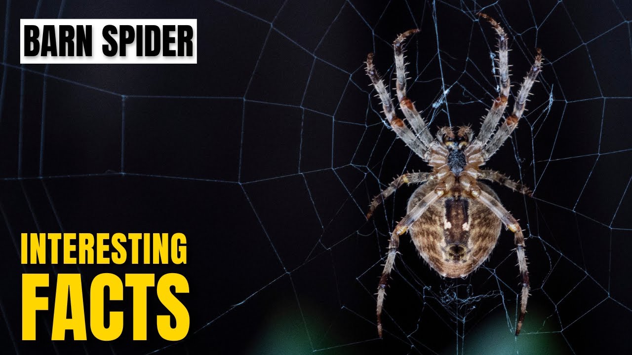 Is the barn spider poisonous? Tipseri